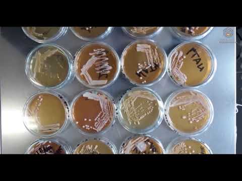 Biotechnológia a farmakológia